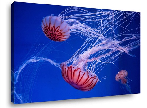Images sur toile 60 cm - toile,
