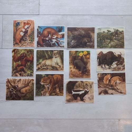 Lot images animaux tous - 12,