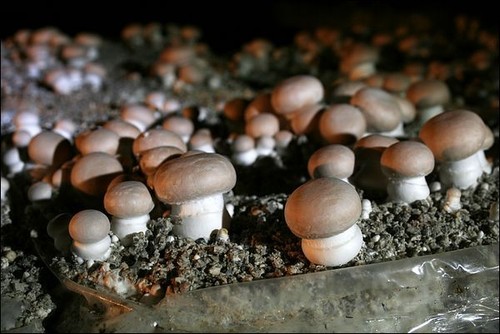 Mycélium champignons de - mycélium,
