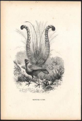 1860 gravure ménure superbe - 1860,