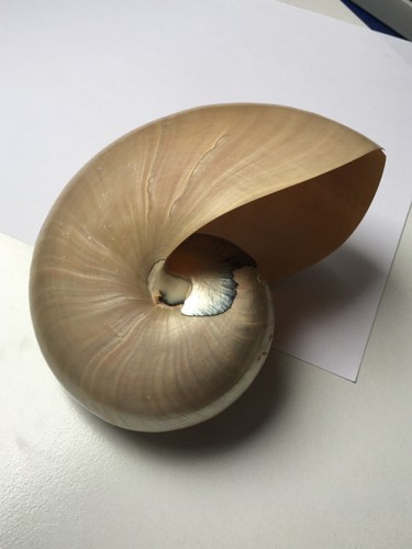 Coquillage de collection - coquillage,