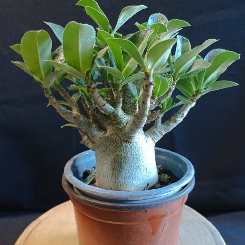 Adenium arabicum moopha x - arabicum,