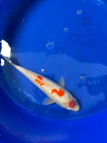Maruten kohaku - , (tancho)
