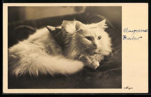 Carte postale chat - carte,