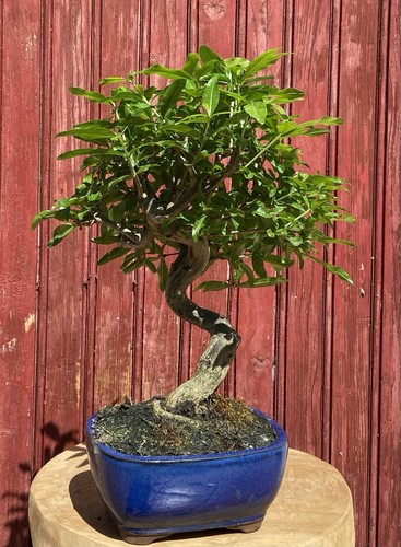 Bonsaï punica granatum - bonsaÏ,