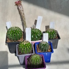 5 Large Flowering Echinopsis