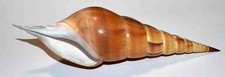 COQUILLAGES -STROMBIDAE - TIBIA CURTA -  182.60mm