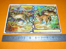 CHROME BON-POINT SCHOOL 1900-1914 CAT NUBIA CAT CAT DWARF FELINES ANIMALS MAMMALS