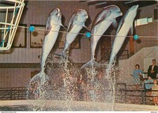 Animaux - Zoo d'Anvers - Antwerpen - Spectacle de Dauphins - Dolphins - CPM - Ca