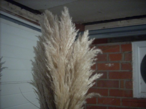 Veritable magnifique plume - magnifique,