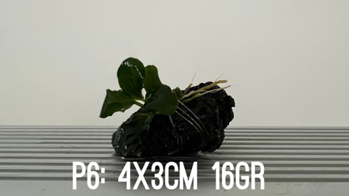 Plante aquarium anubias nana - aquarium,