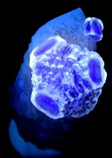 Cristal de Fluorite bleu étagé Fluorescent sur Quartz blanc. 38x25mm. 20,60g.