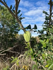 +25 graines Araujia sericifera Kapok