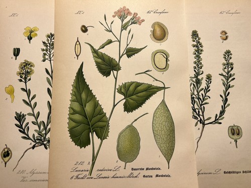 Illustration 1886 images
