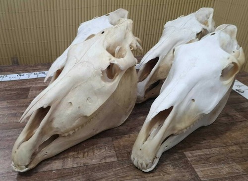 Véritable crâne cheval - crâne, de