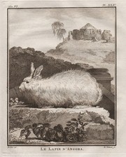 Angora Lapin Gravure
