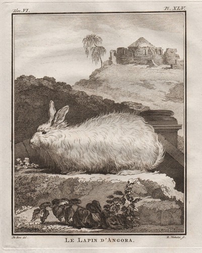 Angora lapin gravure - angora,