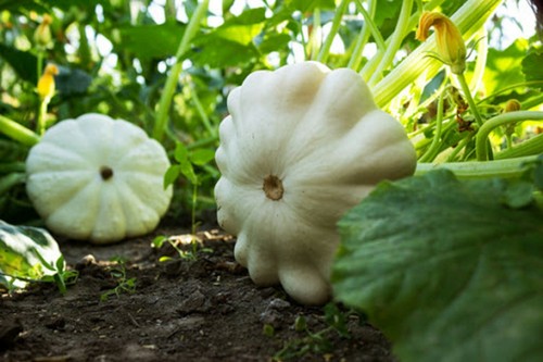 Graines pâtisson blanc - graines,