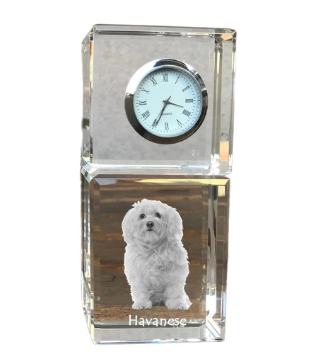 Havaneser bichon havanais - havaneser,,