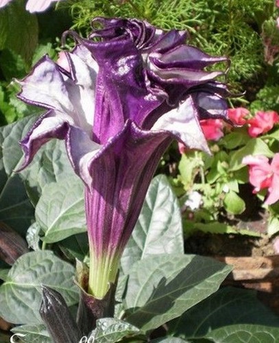 Datura brugmentia - datura,