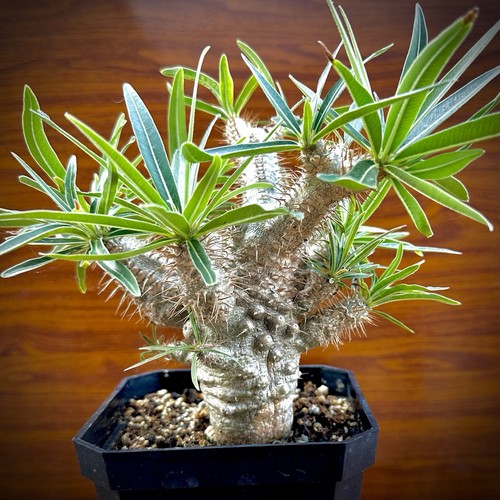 Rare pachypodium rosulatum - pachypodium,