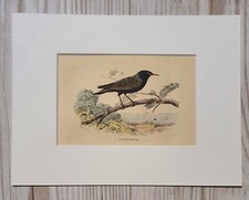 1852 Lithographie Art Print