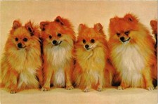 CPM AK Pointed DOG (717109)