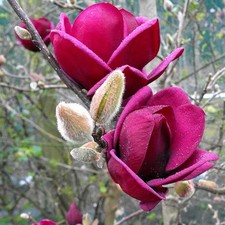Magnolia 'Genie' à fleurs