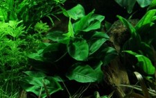 Aquarium Plante Anubias