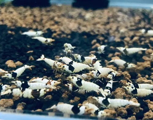 Lot crevettes - lot,
