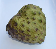 Cherimoya - Pomme à la crème - 3+ graines - LE FRUIT LE PLUS DÉLICIEUX CONNU ...