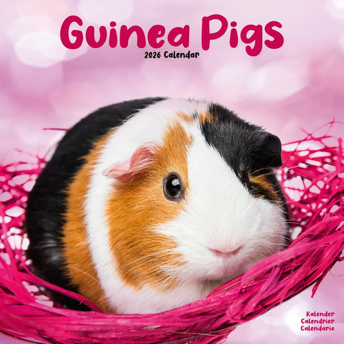 Calendrier 2026 cochons - calendrier,