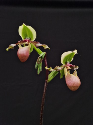 Paphiopedilum victoria mariae