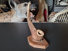 Porte-crayon en bois de cerf