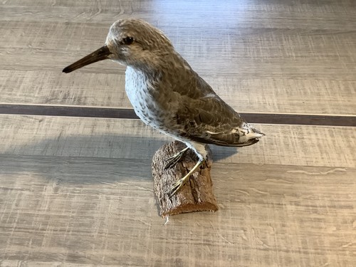 Taxidermie oiseaux - oiseaux,