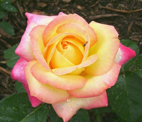 Arbuste ornemental plante - , de