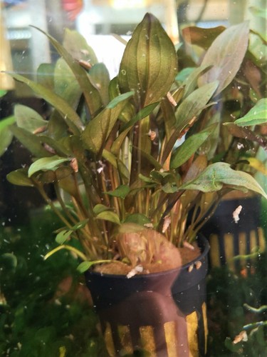 Cryptocoryne undulatus rouge - cryptocoryne,