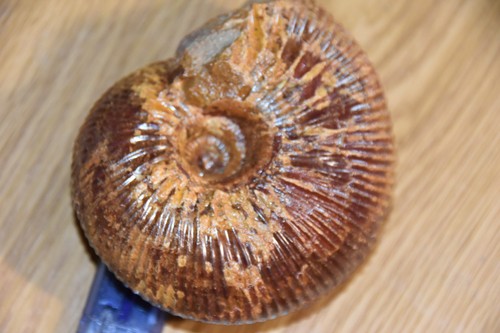 Ammonite pleurocephalites - ammonite,