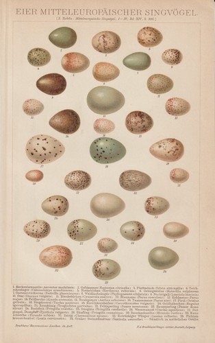 Oeufs oiseaux - oeufs, d'oiseaux