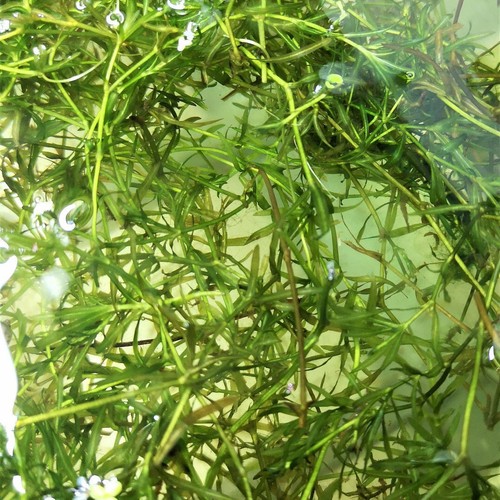Najas indica portion40g - indica,