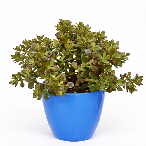 Crassula ovata 10cm jade - 8-10cm, |