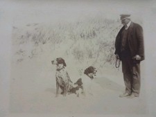 X2 Photos Épagneul Breton Et