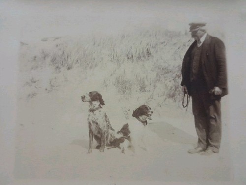 Photos épagneul breton - Épagneul, et