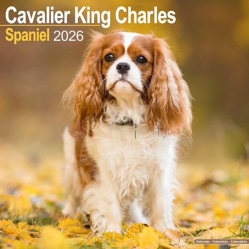 Calendrier 2026 cavalier - calendrier,