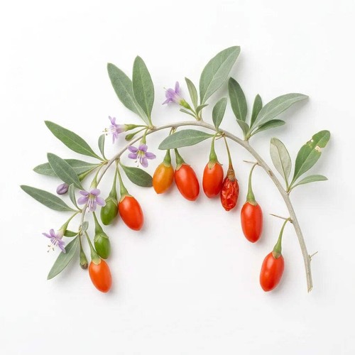 Graines goji lycium - goji, (lycium