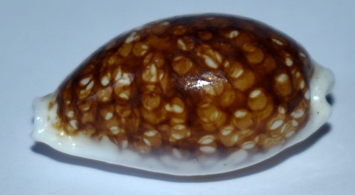 Sea shell coquillages - -,