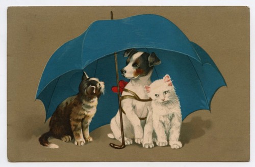 Chats chien cats and dog - chien,