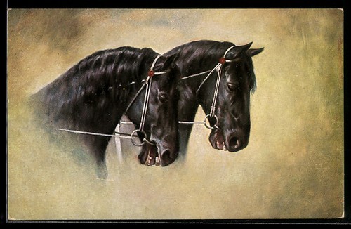 Deux têtes chevaux noirs - têtes, de