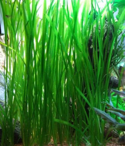 Vallisneria spiralis plante - ,