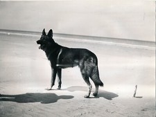 German Shepherd c. 1910 - Chien - NV 5353
